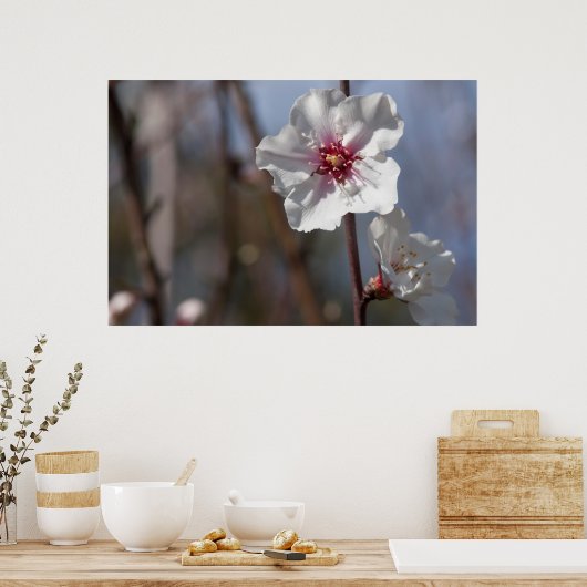 Witte amandelventilator - Natuurlijke lente licht Poster (Keuken)