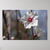 Witte amandelventilator - Natuurlijke lente licht  Poster (Voorkant)