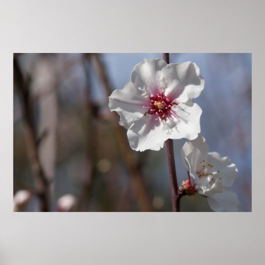 Witte amandelventilator - Natuurlijke lente licht  Poster (Voorkant)