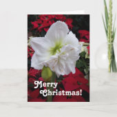 Witte Amaryllis Bloom Floral Christmas Kaart (Voorkant)