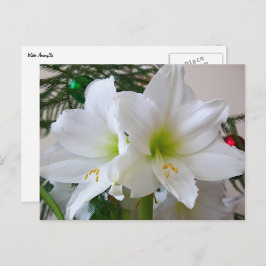 Witte amaryllis en kerstboom briefkaart (Voorkant / Achterkant)