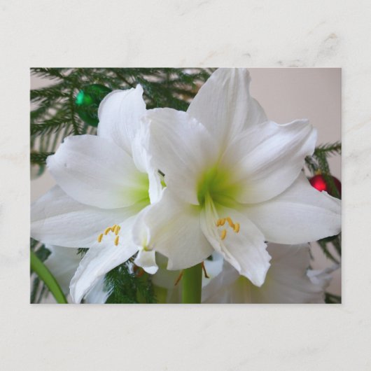 Witte amaryllis en kerstboom briefkaart (Voorkant)
