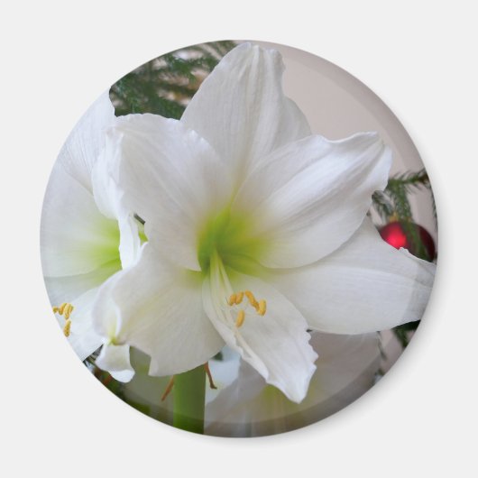 Witte amaryllis en kerstboom magneet (Voorkant)