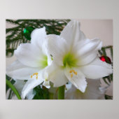 Witte amaryllis en kerstboom poster (Voorkant)