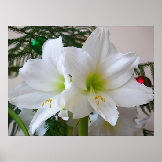 Witte amaryllis en kerstboom poster (Voorkant)