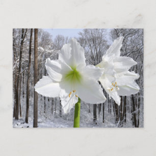 Witte amaryllis en sneeuw I Briefkaart