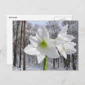 Witte amaryllis en sneeuw I Briefkaart (Voorkant / Achterkant)