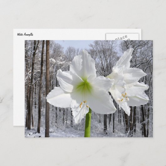 Witte amaryllis en sneeuw I Briefkaart (Voorkant / Achterkant)