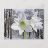 Witte amaryllis en sneeuw I Briefkaart (Voorkant)