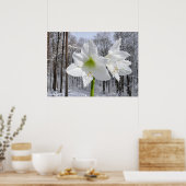 Witte Amaryllis en Sneeuw I Poster (Keuken)