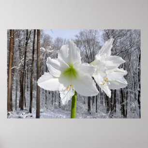 Witte amaryllis en sneeuw I Poster