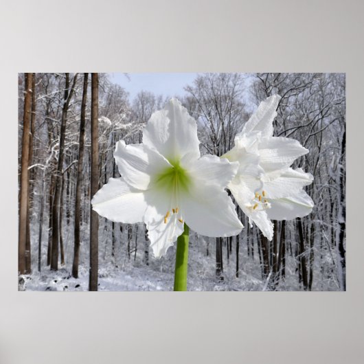 Witte amaryllis en sneeuw I Poster (Voorkant)