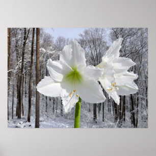 Witte amaryllis en sneeuw I Poster