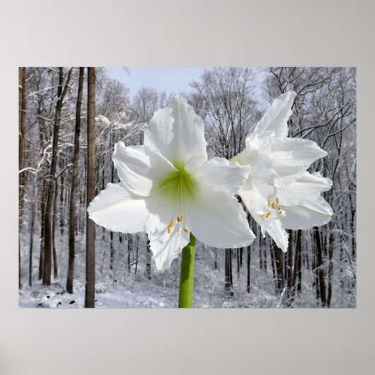 Witte Amaryllis en Sneeuw I Poster (Voorkant)