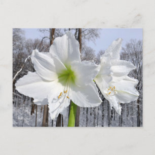 Witte Amaryllis en Sneeuw II Briefkaart