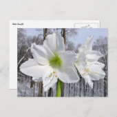 Witte Amaryllis en Sneeuw II Briefkaart (Voorkant / Achterkant)