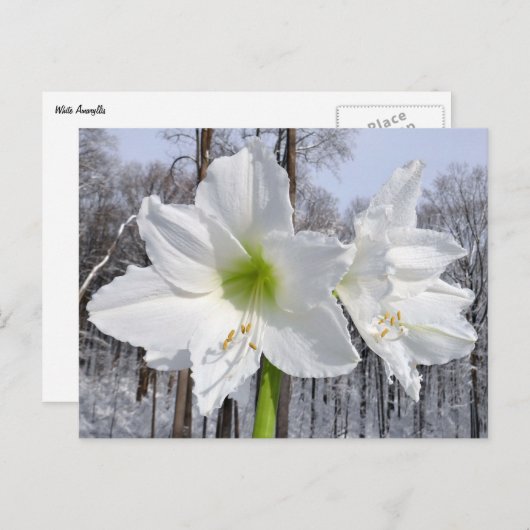 Witte Amaryllis en Sneeuw II Briefkaart (Voorkant / Achterkant)