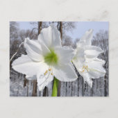 Witte Amaryllis en Sneeuw II Briefkaart (Voorkant)