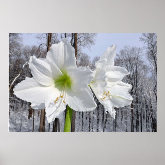 Witte Amaryllis en Sneeuw II Poster (Voorkant)