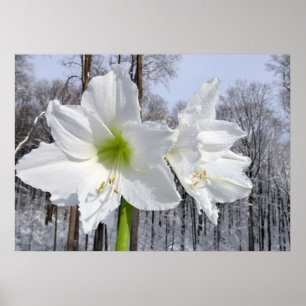 Witte Amaryllis en Sneeuw II Poster