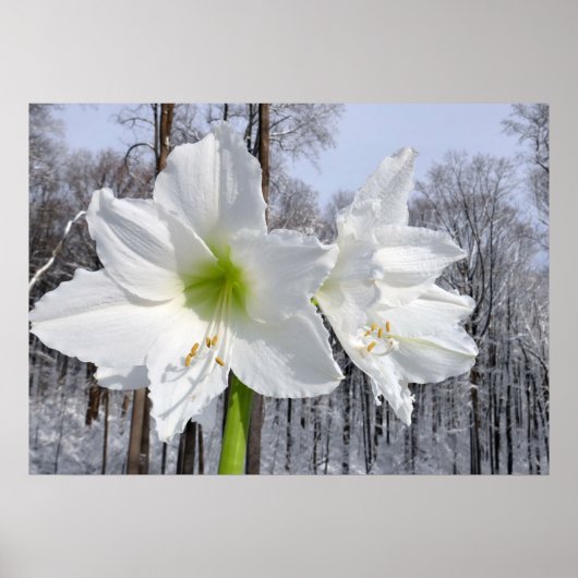 Witte Amaryllis en Sneeuw II Poster (Voorkant)
