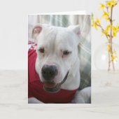 Witte Amerikaanse Bulldog Foto Kaart (Gele Bloem)