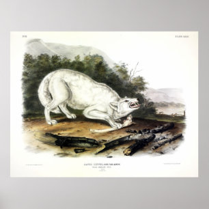 Witte Amerikaanse Wolf, Canis lupus arctos van Aud Poster