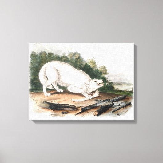 Witte Amerikaanse Wolf van John James Audubon Canvas Afdruk (Voorkant)