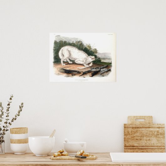 Witte Amerikaanse Wolf van John James Audubon Poster (Keuken)
