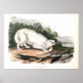 Witte Amerikaanse Wolf van John James Audubon Poster (Voorkant)