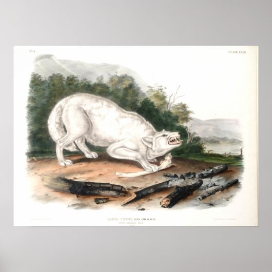 Witte Amerikaanse Wolf van John James Audubon Poster (Voorkant)