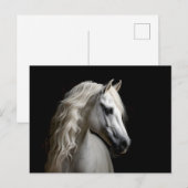 witte Andalusische hengst Briefkaart (Voorkant / Achterkant)