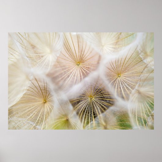 Witte andelium bloemen poster (Voorkant)