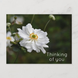 Witte Anemone Garden Flowers Denken aan je Briefkaart
