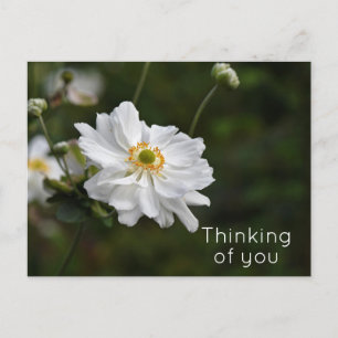 Witte Anemone Garden Flowers Denken aan je Briefkaart