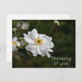Witte Anemone Garden Flowers Denken aan je Briefkaart (Voorkant / Achterkant)