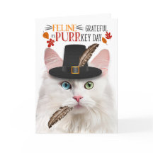 Witte Angora Kat Feline Dankbaar voor PURRkey Dag