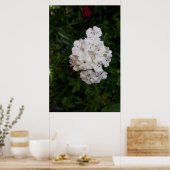 Witte Anjer Bloemen Poster (Keuken)