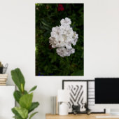 Witte Anjer Bloemen Poster (Thuiskantoor)