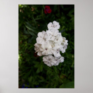 Witte Anjer Bloemen Poster