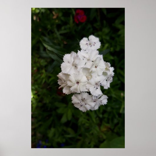 Witte Anjer Bloemen Poster (Voorkant)