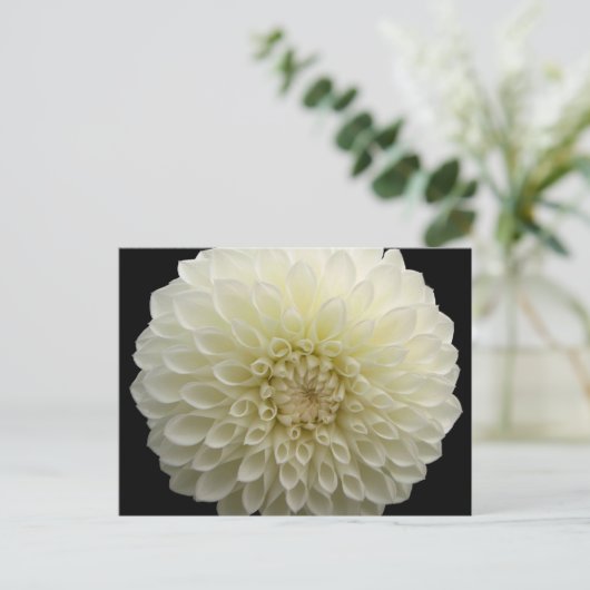 Witte anjer Briefkaart (Staand voorkant)