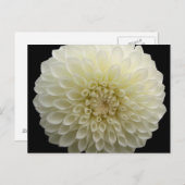 Witte anjer Briefkaart (Voorkant / Achterkant)