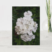 Witte anjerbloemen kaart (Voorkant)