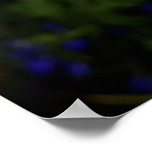 Witte anjerbloemen poster (Hoek)