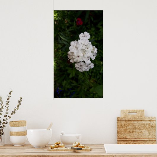 Witte anjerbloemen poster (Keuken)