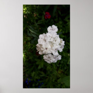 Witte anjerbloemen poster