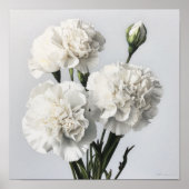 Witte anjers Bloemen Art Print Poster (Voorkant)