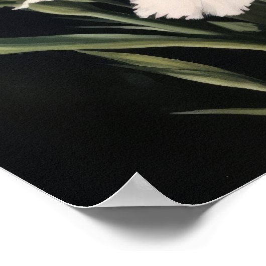 Witte anjers Bloemen Art Print Poster (Hoek)