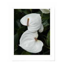 Witte Anthurium Bloesems Fotografisch